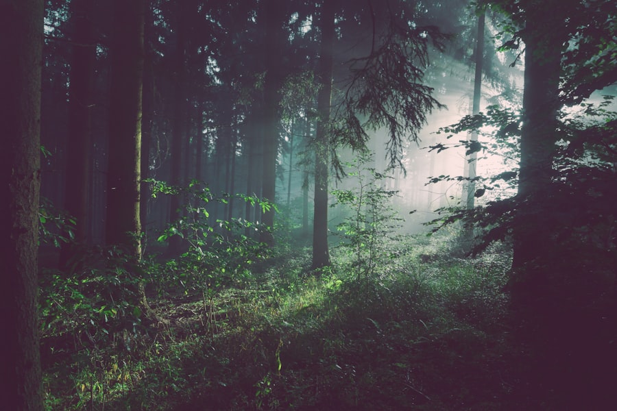 Forest track for everyday outdoor movement with Fitgrowpolish